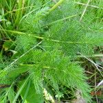 Meum athamanticum Leaf