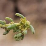 Suaeda foliosa Habitus