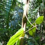 Schnella guianensis 葉