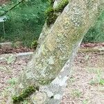 Alangium platanifolium Corteza