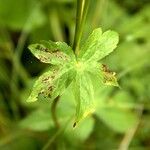 Astrantia majorLeaf