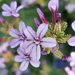 Plumbago europaea 花