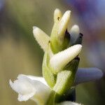 Spiranthes magnicamporum Цветок