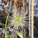 Clematis mauritiana Fruit