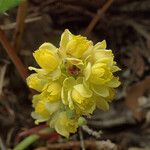 Berberis nervosa Flower
