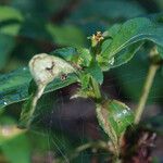 Synedrella nodiflora Floare