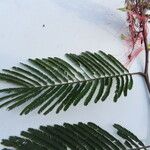 Calliandra houstoniana Leaf