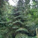 Abies recurvata 形態