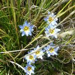 Gentiana sedifolia Συνήθη χαρακτηριστικά