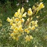 Linaria vulgarisBlomst