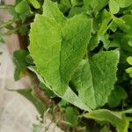 Lactuca alpina Leaf