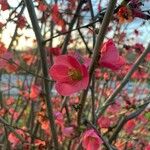 Chaenomeles speciosaFlower