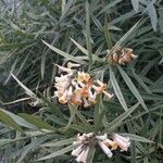 Freylinia lanceolata Λουλούδι