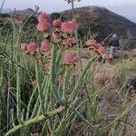 Euphorbia gossypina Froito