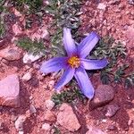 Anemone pulsatilla Λουλούδι