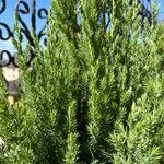 Cryptomeria japonicaBlad