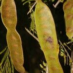 Senegalia tenuifolia Gyümölcs