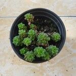 Sedum oreganum Ліст