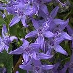 Campanula garganica Квітка