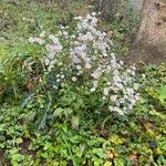 Erigeron speciosus ശീലം