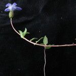 Cyananthus incanus Vekstform