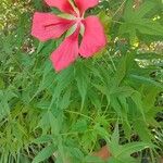 Hibiscus coccineus Tervik taim