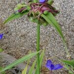 Tradescantia ohiensis Flower