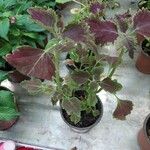 Plectranthus scutellarioidesYaprak