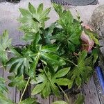 Fatsia japonicaLeht