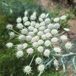 Seseli gummiferum 花