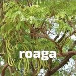 Parkia biglobosa ഇല