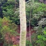 Schizolobium parahyba Corteza