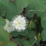 Passiflora foetidaBlomst