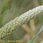 Phalaris paradoxa Fruit