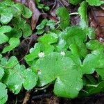 Hydrocotyle leucocephala Leaf