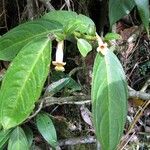 Drymonia macrophylla Frunză