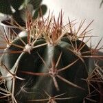 Ferocactus latispinus Лист