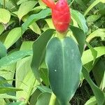 Costus woodsonii Лист