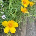 Mentzelia lindleyi Virág