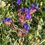 Anchusa undulata Feuille