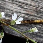 Circaea lutetiana Flower