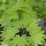 Acer shirasawanum Folha