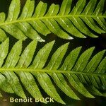 Pteris incompleta Likasa