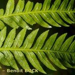 Pteris incompleta Leaf