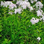 Phlox paniculata Blüte