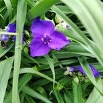 Tradescantia × andersoniana Flower