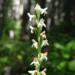 Platanthera ephemerantha Λουλούδι