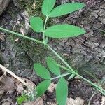 Lathyrus linifolius পাতা