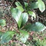 Crataegus punctata Leaf