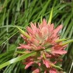 Castilleja miniataফুল